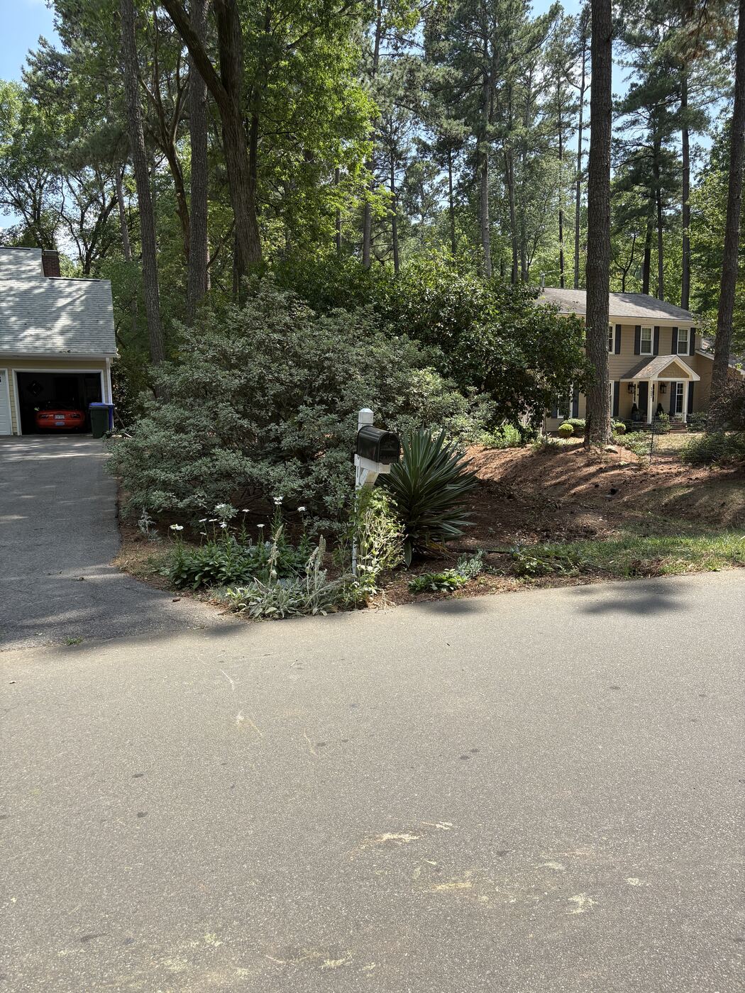 Mailbox planting bed with daisies, yucca, and shaped shrubs along a driveway